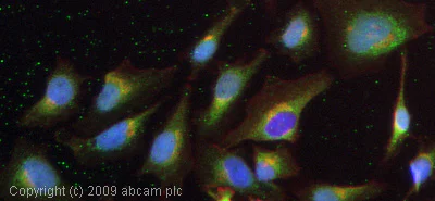 Immunocytochemistry/ Immunofluorescence - Anti-ADAM10 antibody (AB1997)