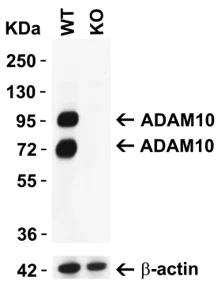 Western blot - Anti-ADAM10 antibody (AB1997)