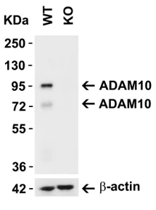 Western blot - Anti-ADAM10 antibody (AB1997)