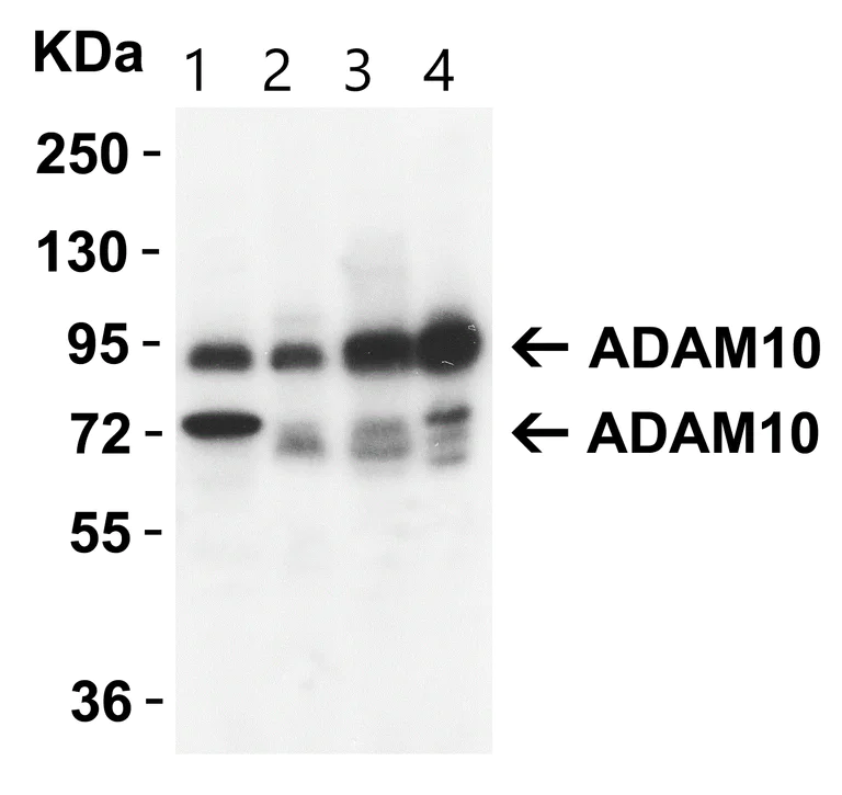 Western blot - Anti-ADAM10 antibody (AB1997)