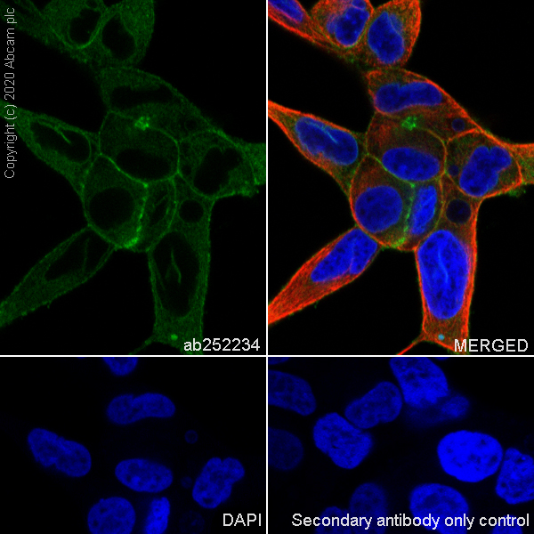 Immunocytochemistry/ Immunofluorescence - Anti-ADAM10 antibody [EPR23491-74] (AB252234), expandable thumbnail