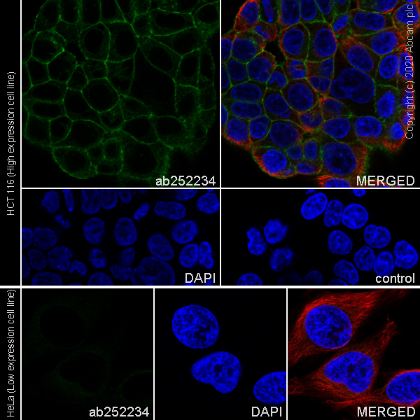 Immunocytochemistry/ Immunofluorescence - Anti-ADAM10 antibody [EPR23491-74] (AB252234), expandable thumbnail