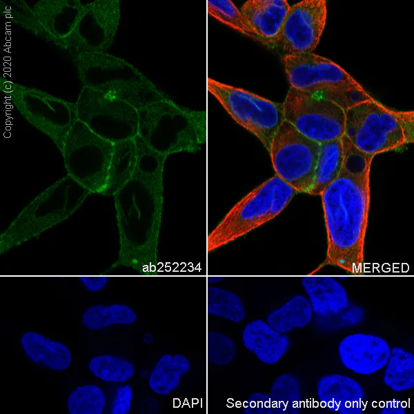 Immunocytochemistry/ Immunofluorescence - Anti-ADAM10 antibody [EPR23491-74] - BSA and Azide free (AB273515)