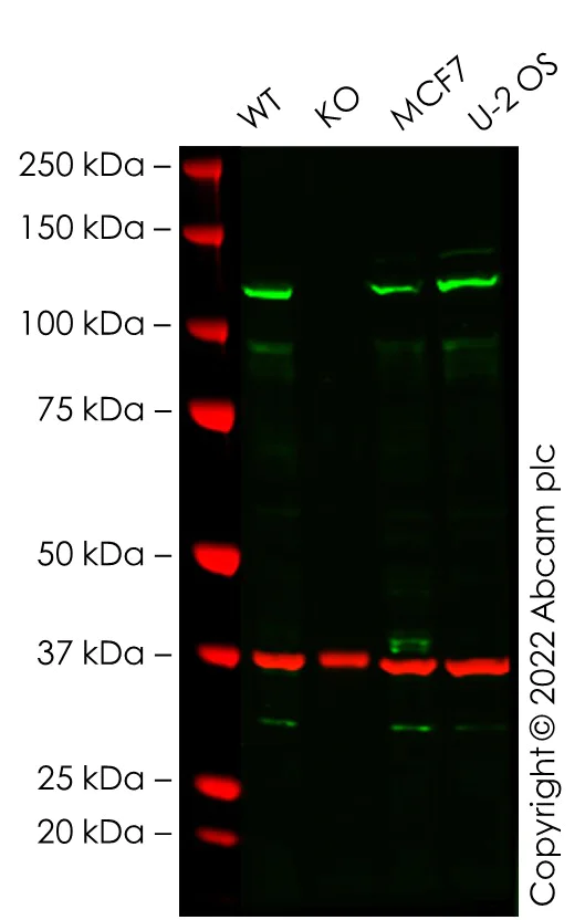 Western blot - Anti-ADAM10 antibody [EPR5622] - BSA and Azide free (AB242389)