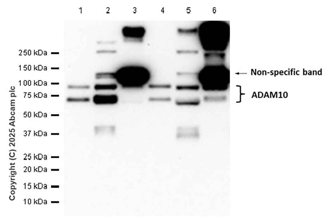 Western blot - Anti-ADAM10 antibody [EPR5622] - BSA and Azide free (AB242389)