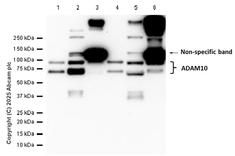 Western blot - Anti-ADAM10 antibody [EPR5622] - BSA and Azide free (AB242389)