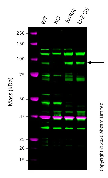Western blot - Anti-ADAM10 antibody [EPR5622] - BSA and Azide free (AB242389)