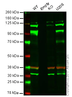 Western blot - Anti-ADAM10 antibody [EPR5622] - BSA and Azide free (AB242389)
