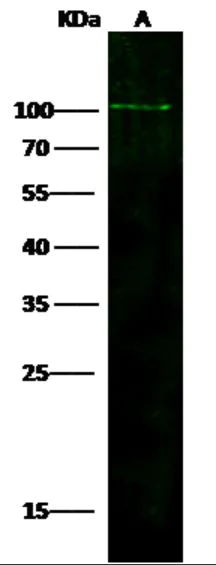 Western blot - Anti-ADAM12 antibody [737] - BSA and Azide free (AB276047)
