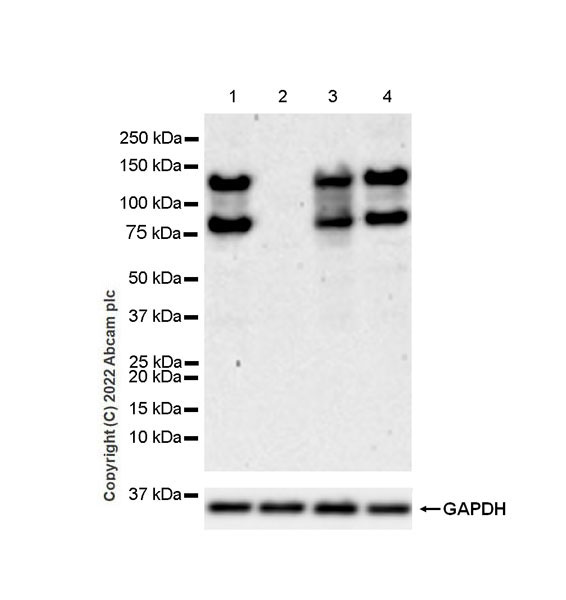 Western blot - Anti-ADAM17 antibody [EPR21129-131] - BSA and Azide free (AB291100), expandable thumbnail
