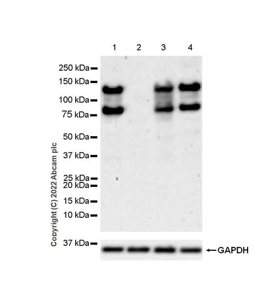 Western blot - Anti-ADAM17 antibody [EPR21129-131] - BSA and Azide free (AB291100)