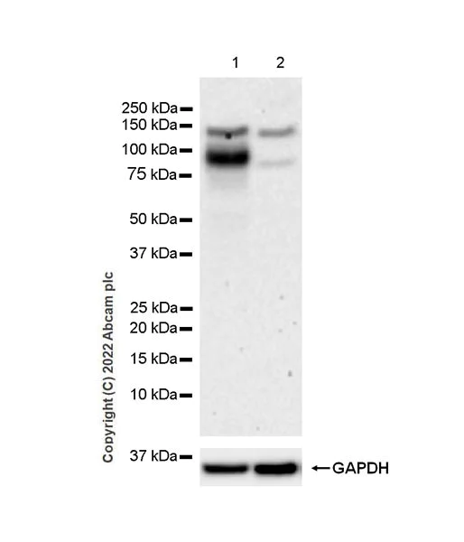 Western blot - Anti-ADAM17 antibody [EPR21129-131] - BSA and Azide free (AB291100)