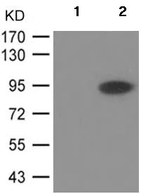 Western blot - Anti-ADAM17 (phospho T735) antibody (AB182630)