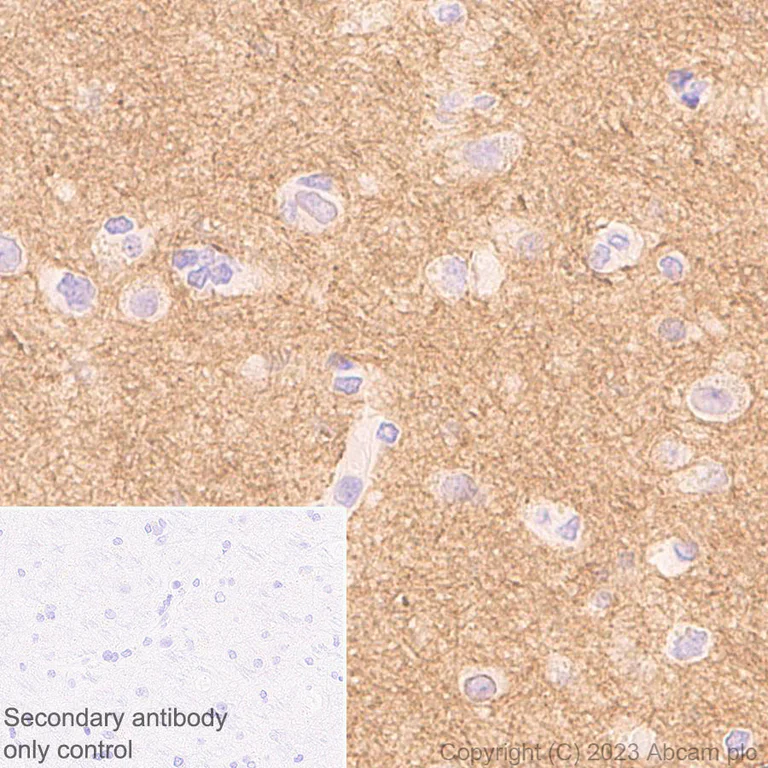 Immunohistochemistry (Formalin/PFA-fixed paraffin-embedded sections) - Anti-ADAM22 antibody [EPR28037-56] - BSA and Azide free (AB314443)