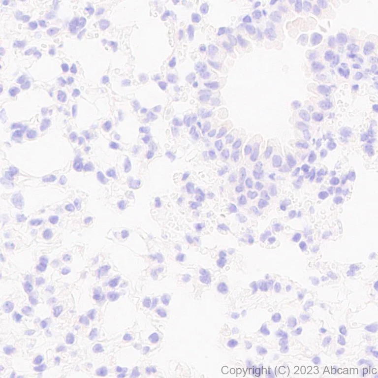 Immunohistochemistry (Formalin/PFA-fixed paraffin-embedded sections) - Anti-ADAM22 antibody [EPR28037-56] - BSA and Azide free (AB314443)
