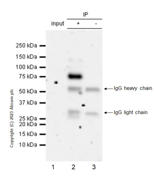Immunoprecipitation - Anti-ADAM22 antibody [EPR28037-56] - BSA and Azide free (AB314443)