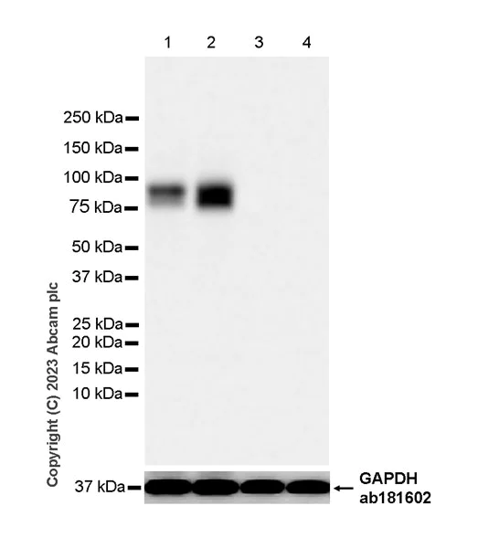 Western blot - Anti-ADAM22 antibody [EPR28037-56] - BSA and Azide free (AB314443)