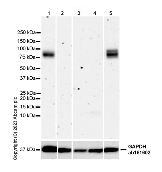 Western blot - Anti-ADAM22 antibody [EPR28037-56] - BSA and Azide free (AB314443)