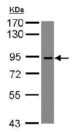 Western blot - Anti-ADAM23 antibody (AB126275)