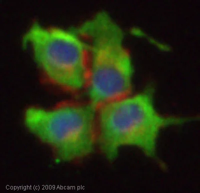 Immunocytochemistry/ Immunofluorescence - Anti-ADAM23 antibody (AB28304)