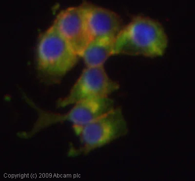 Immunocytochemistry/ Immunofluorescence - Anti-ADAM23 antibody - Cytoplasmic domain (AB28302)