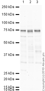 Western blot - Anti-ADAM23 antibody - Cytoplasmic domain (AB28302), expandable thumbnail