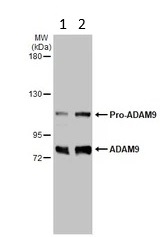 Western blot - Anti-ADAM9 antibody (AB227600)