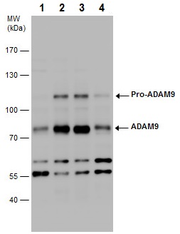 Western blot - Anti-ADAM9 antibody (AB227600)