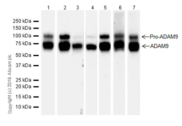 Western blot - Anti-ADAM9 antibody [EPR21924-164] (AB218242)