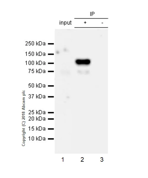Immunoprecipitation - Anti-ADAM9 antibody [EPR21924-164] - BSA and Azide free (AB238647)