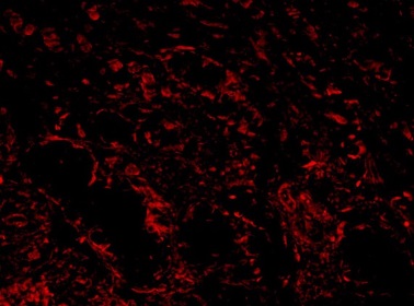 Immunohistochemistry (Formalin/PFA-fixed paraffin-embedded sections) - Anti-ADAMTS1 antibody (AB216977)