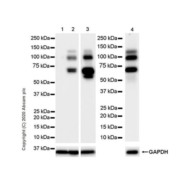 Western blot - Anti-ADAMTS1 antibody [EPR23324-45] - BSA and Azide free (AB276138)