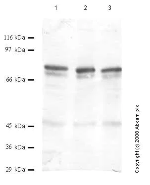 Western blot - Anti-ADAMTS12 antibody (AB45041)