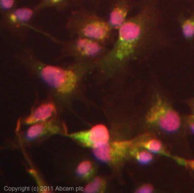 Immunocytochemistry/ Immunofluorescence - Anti-ADAMTS13 antibody (AB28273)