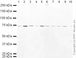Western blot - Anti-ADAMTS5 antibody (AB41037)