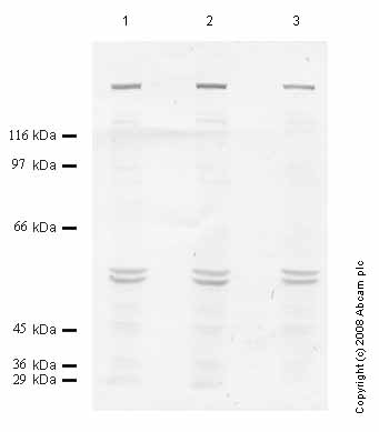 Western blot - Anti-ADAMTS7 antibody (AB45044)