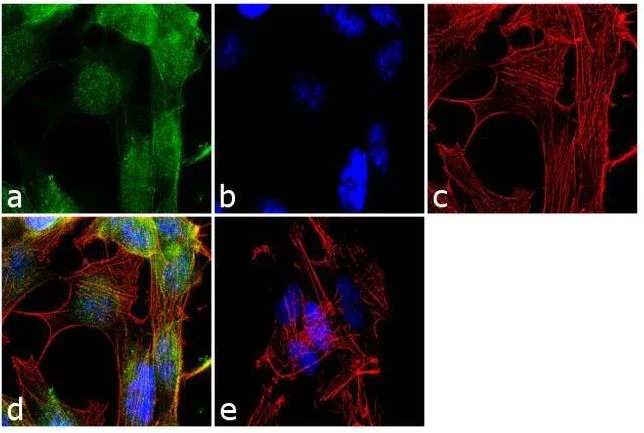 Immunocytochemistry - Anti-ADAMTS9 antibody (AB32565)