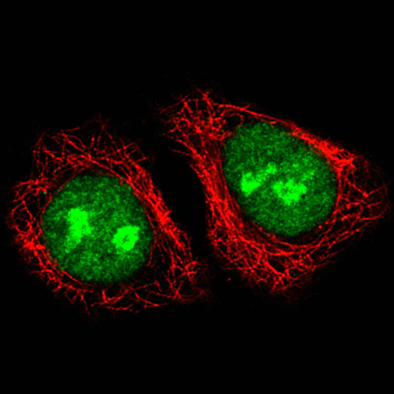 Immunocytochemistry/ Immunofluorescence - Anti-ADAR Antibody [CL0176] (AB327100)
