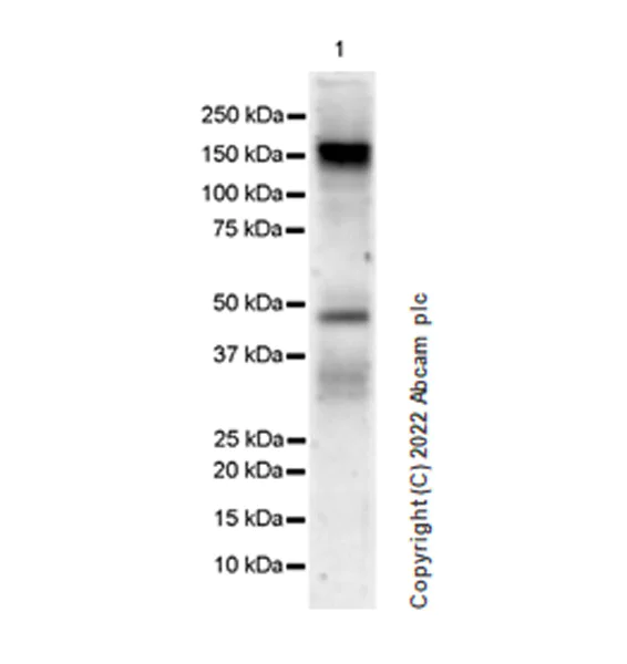 Western blot - Anti-ADAR1 antibody [EPR25431-60] - BSA and Azide free (AB307586)
