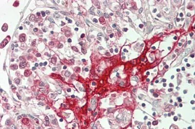 Immunohistochemistry (Formalin/PFA-fixed paraffin-embedded sections) - Anti-ADCK3 antibody (AB230897)