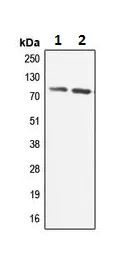 Western blot - Anti-ADCK3 antibody (AB230897)