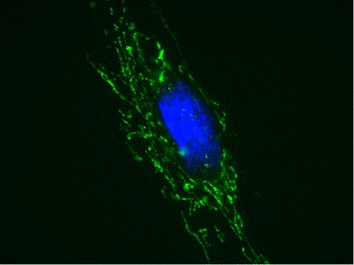 Immunocytochemistry - Anti-Adenine Nucleotide Translocator 1 + 2/ANT 1 + 2 antibody [5F51BB5AG7] (AB290021), expandable thumbnail