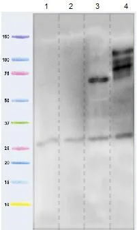 Western blot - Anti-Adenine Nucleotide Translocator 1 + 2/ANT 1 + 2 antibody [5F51BB5AG7] (AB290021)