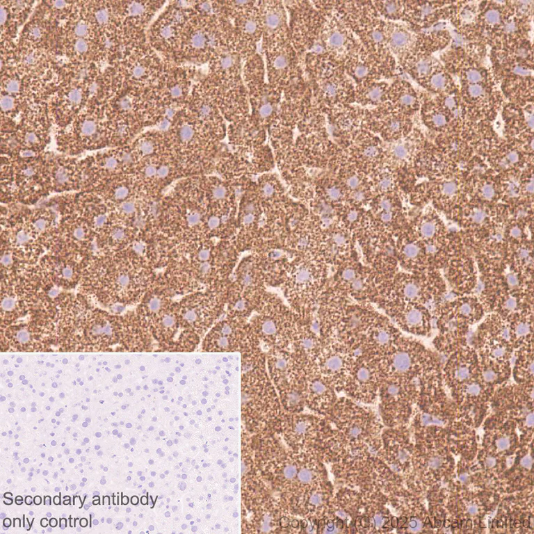 Immunohistochemistry (Formalin/PFA-fixed paraffin-embedded sections) - Anti-Adenine Nucleotide Translocator 2/ANT 2 antibody [EPR29813-534] (AB325120)