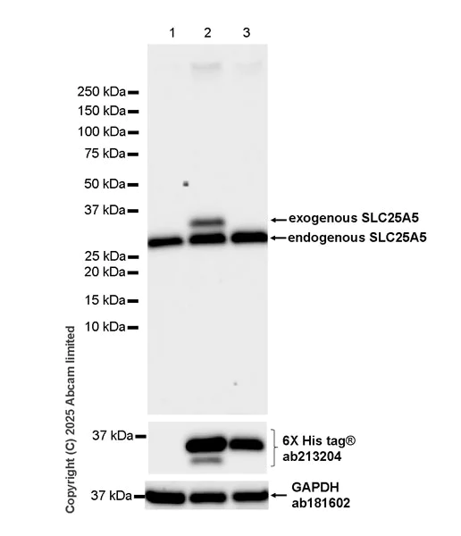 Western blot - Anti-Adenine Nucleotide Translocator 2/ANT 2 antibody [EPR29813-534] (AB325120)