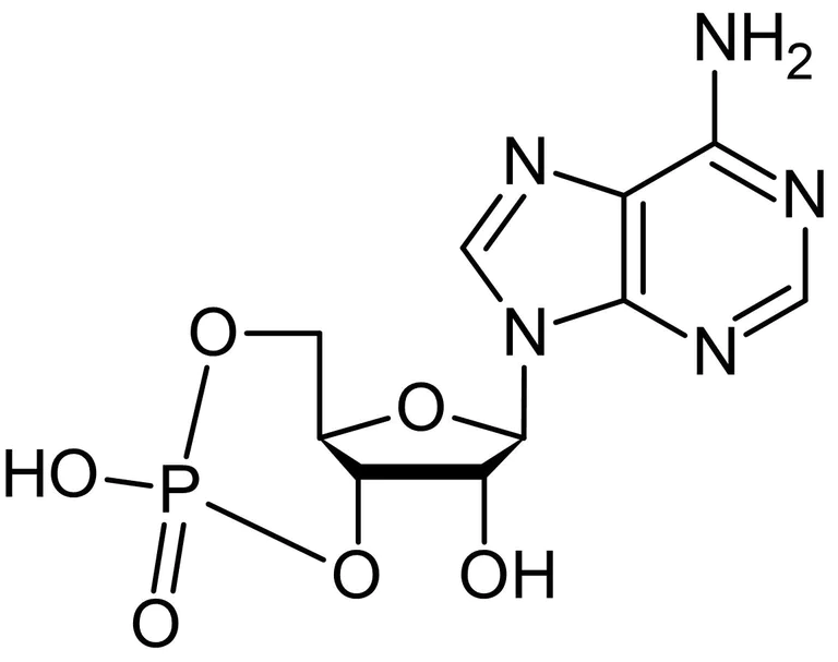Chemical Structure - Adenosine 3prime,5prime-cyclic monophosphate (cAMP), Second messenger. PKA activator. (AB120493)