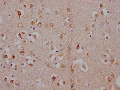 Immunohistochemistry (Formalin/PFA-fixed paraffin-embedded sections) - Anti-Adenosine A1 Receptor antibody [10D12] (AB288377)