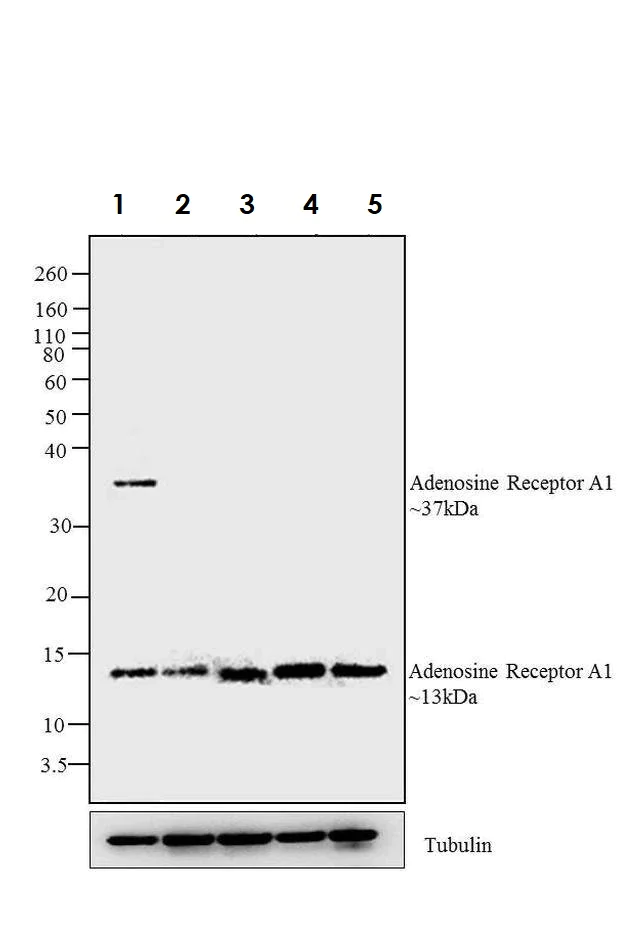 Western blot - Anti-Adenosine A1 Receptor antibody (AB3460)