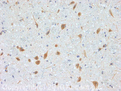 Immunohistochemistry (Formalin/PFA-fixed paraffin-embedded sections) - Anti-Adenosine A1 Receptor antibody (AB82477)