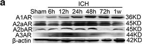 Western blot - Anti-Adenosine A1 Receptor antibody (AB82477)